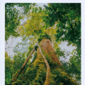 07 Tropical Rainforest Heritage of Sumatra