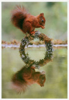 Squirrel at water