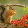 Squirrel on Basket