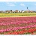 3 Tulip Field