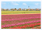 3 Tulip Field