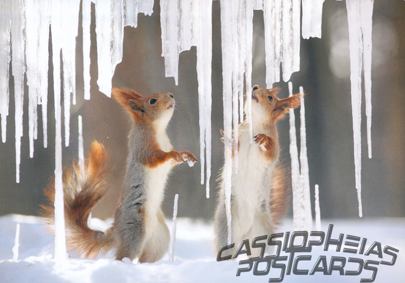 Squirrels with Icicles
