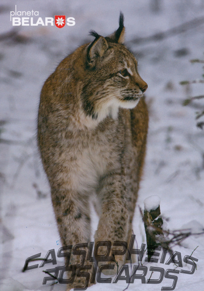 6 Lynx