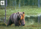 Bear (Brown Bear)