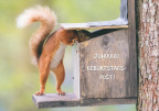Squirrel in Feeding Box