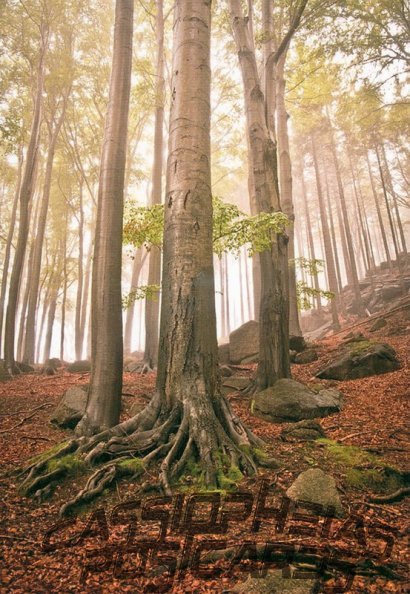 13 Ancient and Primeval Beech Forests of the Carpathians and Other Regions of Europe