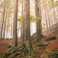 13 Ancient and Primeval Beech Forests of the Carpathians and Other Regions of Europe