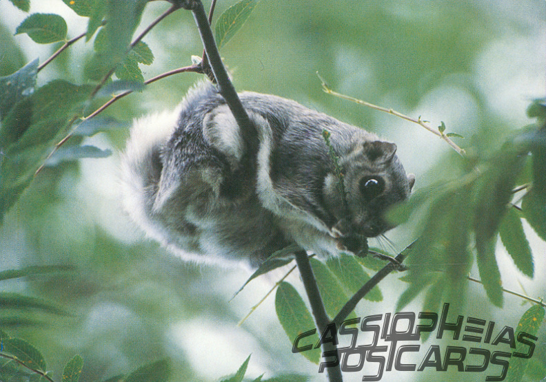 Siberian Flying Squirrel