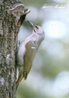 Woodpecker, Grey-headed Woodpecker