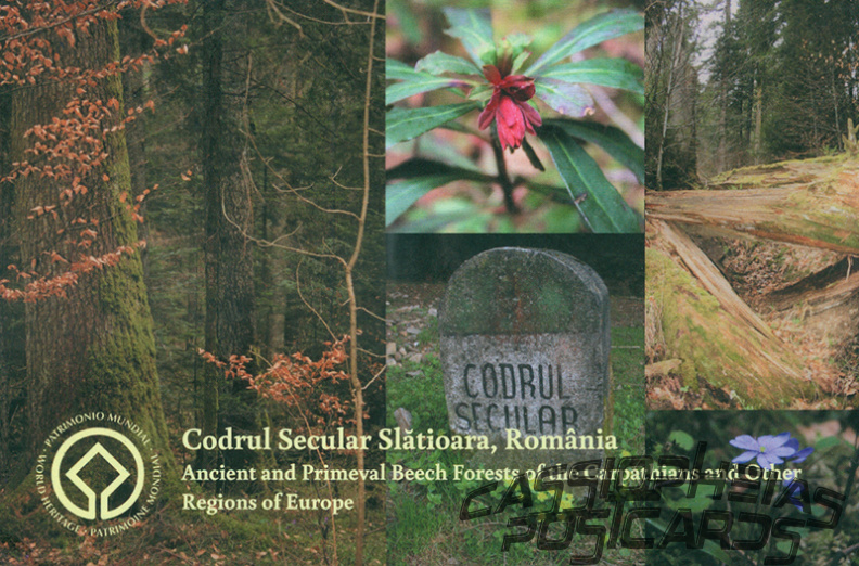 08 Ancient and Primeval Beech Forests of the Carpathians and Other Regions of Europe