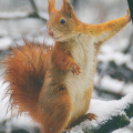 Squirrel in Tree in Snow