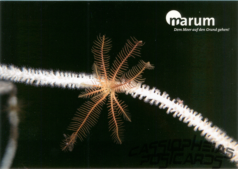 marum - Seelilie