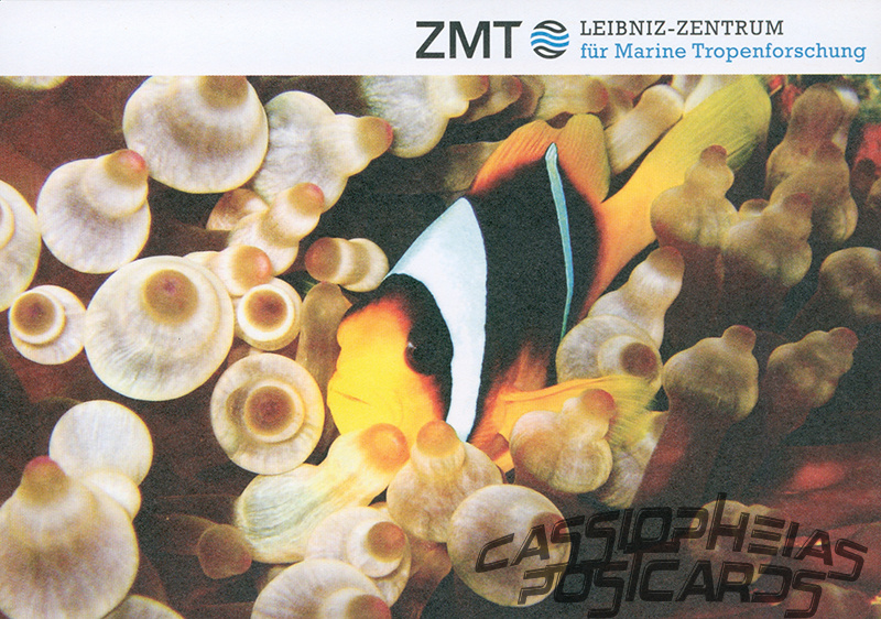 ZMT - Fish