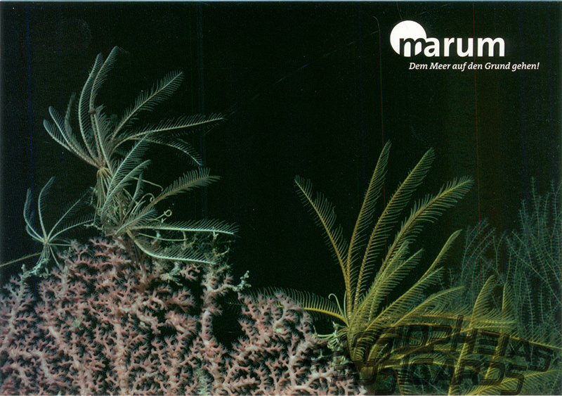 marum - Seelilien & Korallen