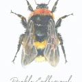 Wildbienen - Dunkle Erdhummel