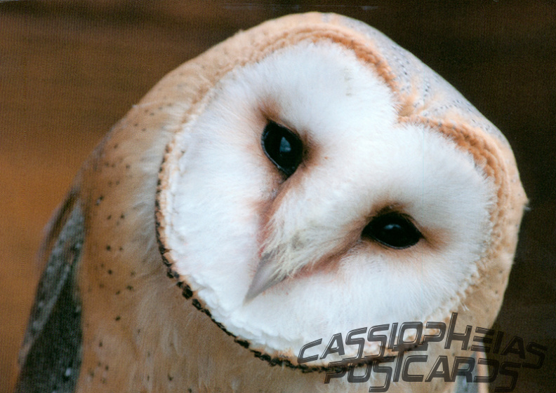 Owl (Barn Owl)
