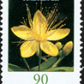 Blumen: 0,90 Johanniskraut