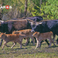 6 Cattle