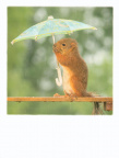 Squirrel with Umbrella