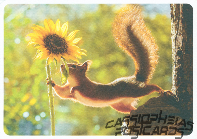 Squirrel in Tree with Sunflower