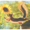 Squirrel in Tree with Sunflower