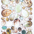 Bird Eggs of Britain