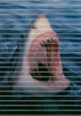 Shark (Great white shark)