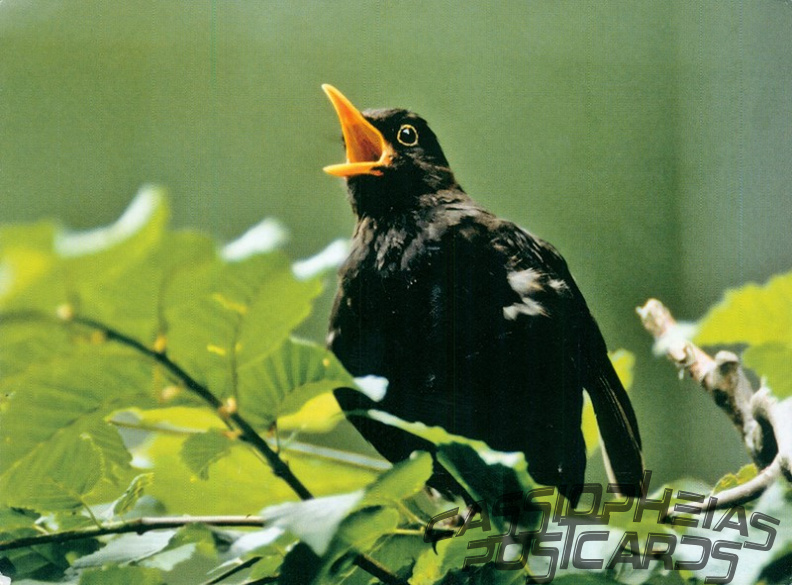 Thrush (Common blackbird)