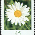 Blumen: 0,45 Margerite