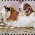 [2007] Hausmeerschweinchen