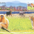09 Manas Wildlife Sanctuary