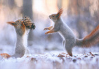 Squirrels in Snow