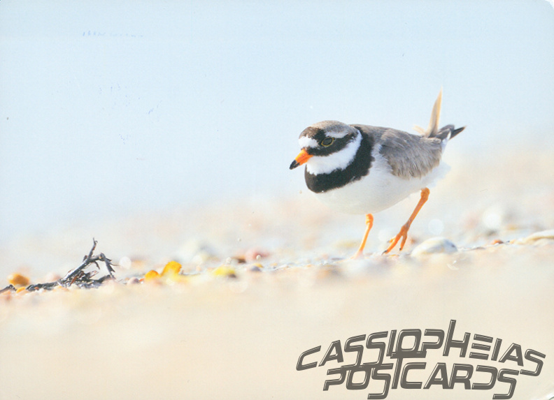 Plover (Common ringed plover)