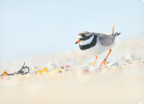 Plover (Common ringed plover)
