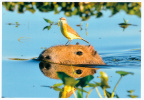 Capybara