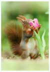 Squirrel with Flower