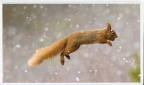 Squirrel in the Air