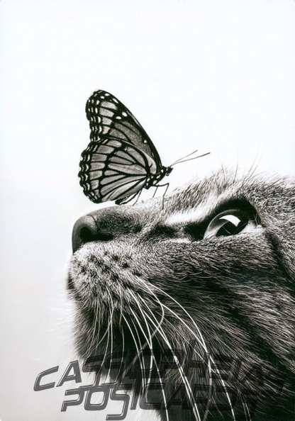 Cat with Butterfly