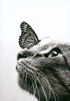Cat with Butterfly