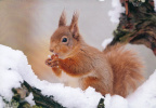 Squirrel in Snow