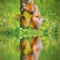Squirrel at Water