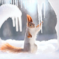 Squirrel with Icicles