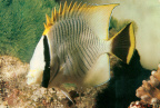 Butterfly Fish