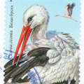 [BY 2019] White Stork