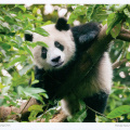 32 Sichuan Giant Panda Sanctuaries - Wolong, Mt Siguniang and Jiajin Mountains