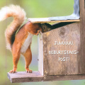 Squirrel in Feeding Box