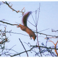 Squirrel in the Air