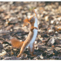 Squirrel on Ground