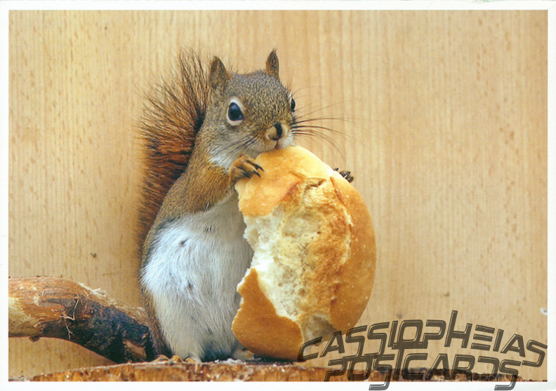 Squirrel with Bread