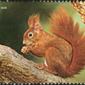 [2006] Eichhörnchen
